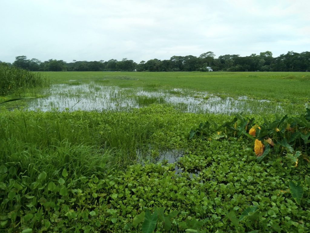 দুমকি উপজেলায়,  টানা বর্ষণে নিম্নাঞ্চল প্লাবিত, জনজীবন বিপর্যস্ত