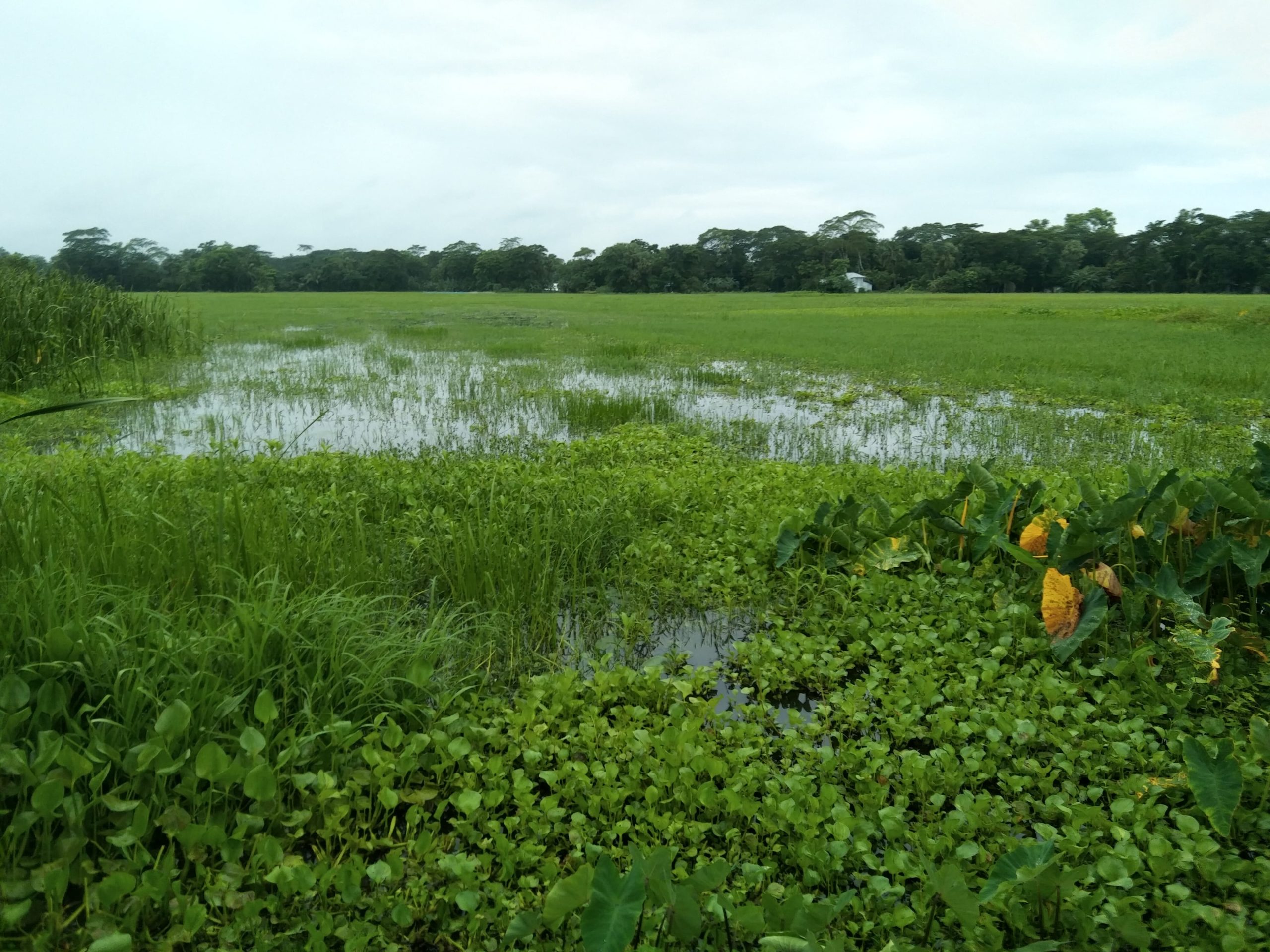 দুমকি উপজেলায়,  টানা বর্ষণে নিম্নাঞ্চল প্লাবিত, জনজীবন বিপর্যস্ত