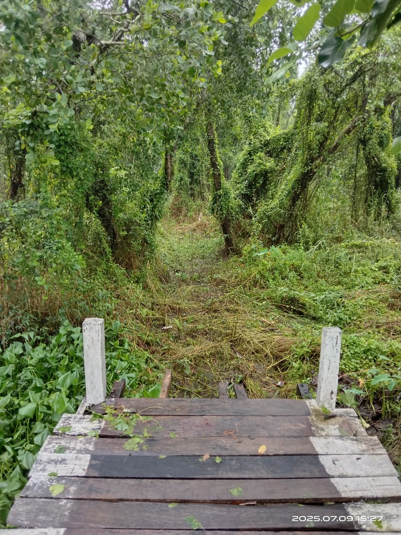 বরগুনায় সাংবাদিকের দখল করা সংরক্ষিত বন উদ্ধার