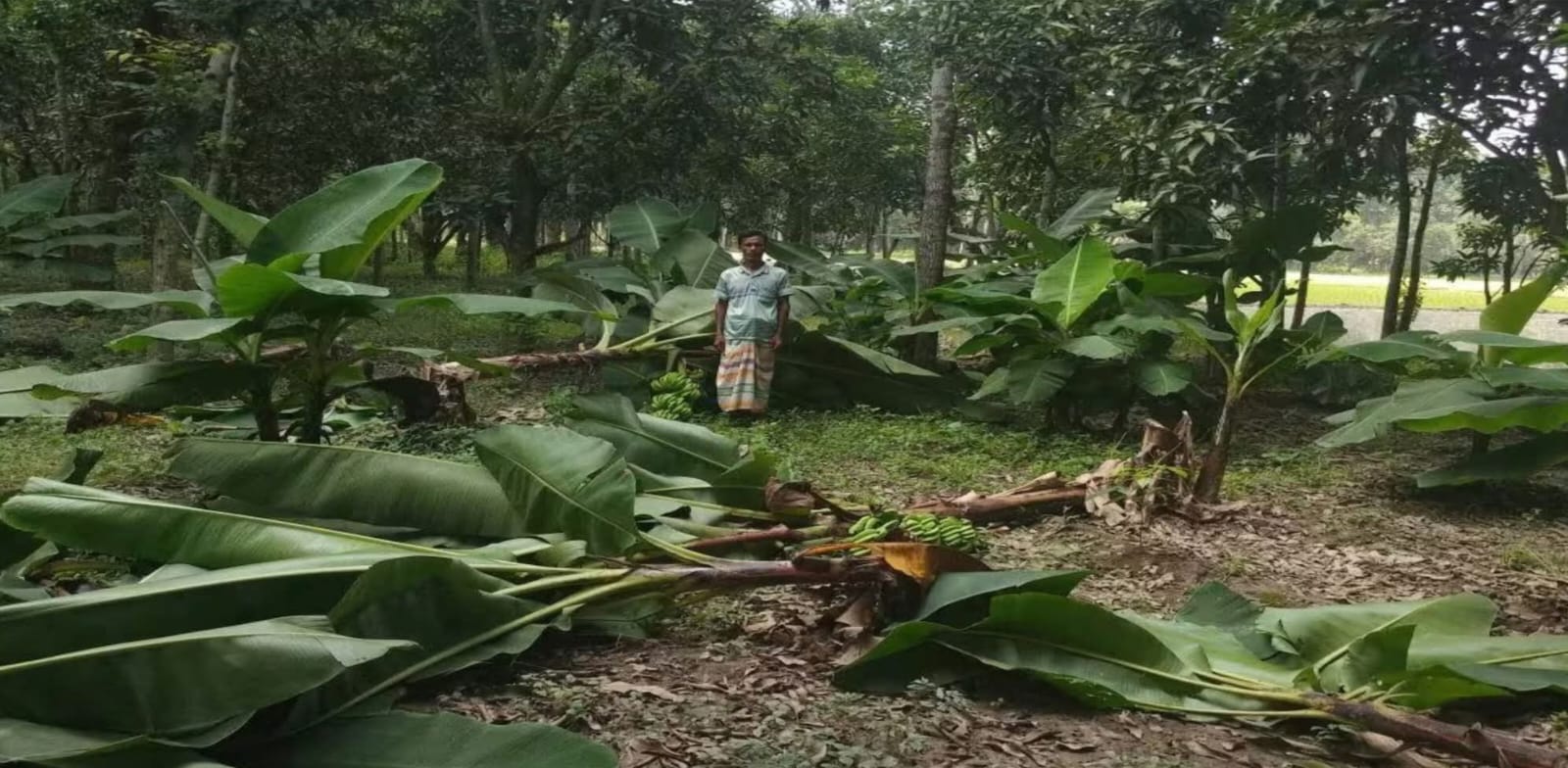 লালপুরে নারী উদ্যোক্তার কাছে চাঁদা দাবি ও ফসল কাটার অভিযোগ